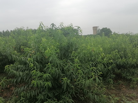 丹陽鎮(zhèn)：甜蜜“桃”產業(yè)，賦能鄉(xiāng)村振興“金”路子